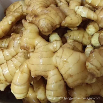 New Crop Fresh Ginger Good Price For Wholesale